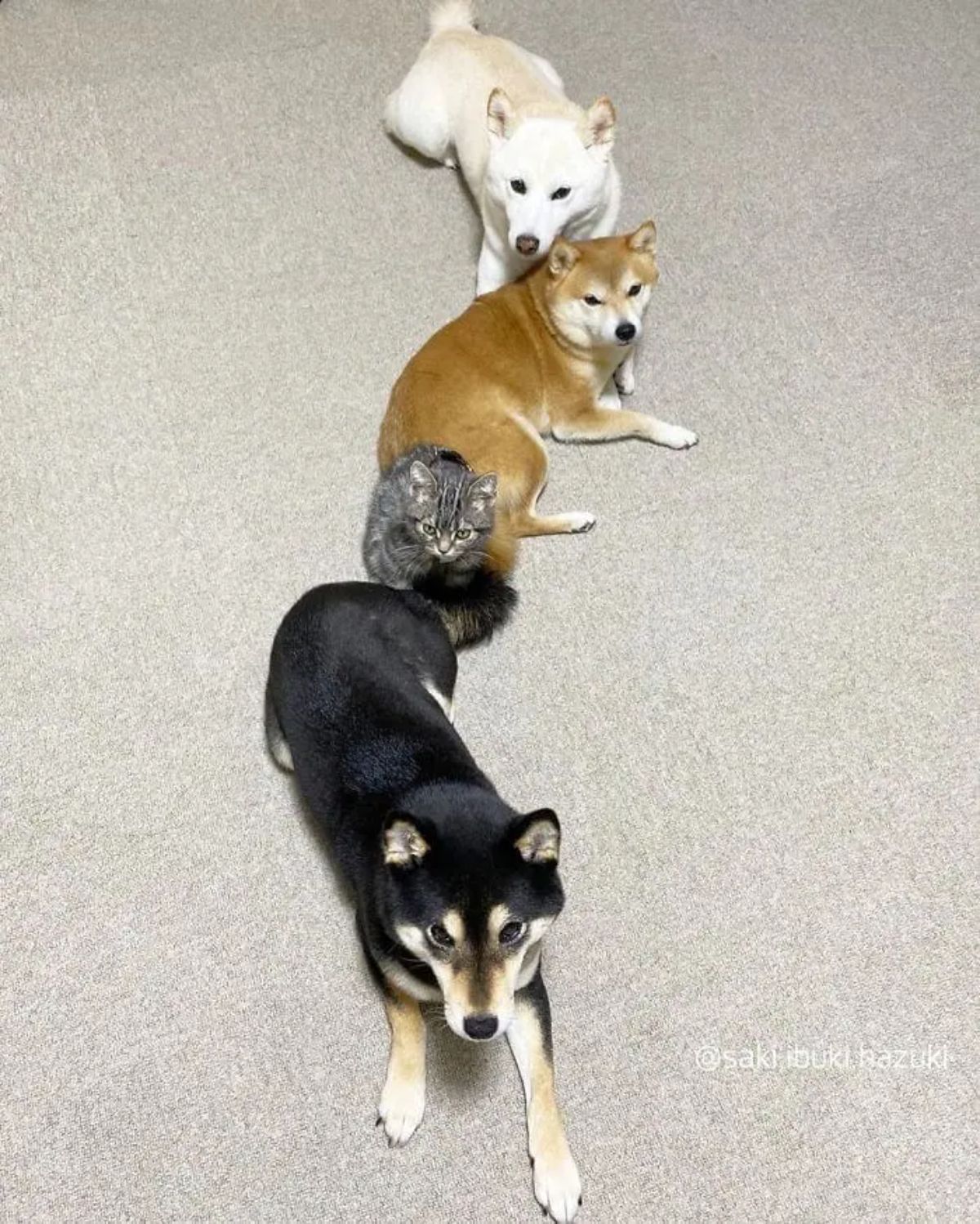 black shiba inu grey tabby cat brown and white shiba inus laying on the floor in a row