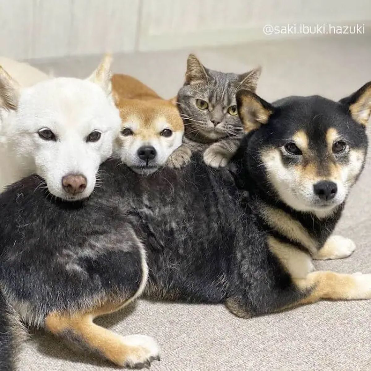 black shiba inu laying on the floor with white shiba inu and bornw shiba inu laying their chins on its back and grey tabby putting its front paws on the black shiba inu's back