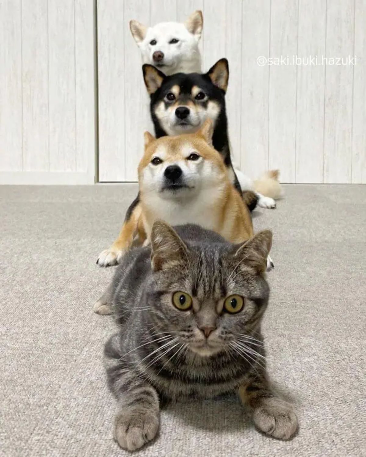 grey tabby brown black and white shiba inus in a row on grey carpet