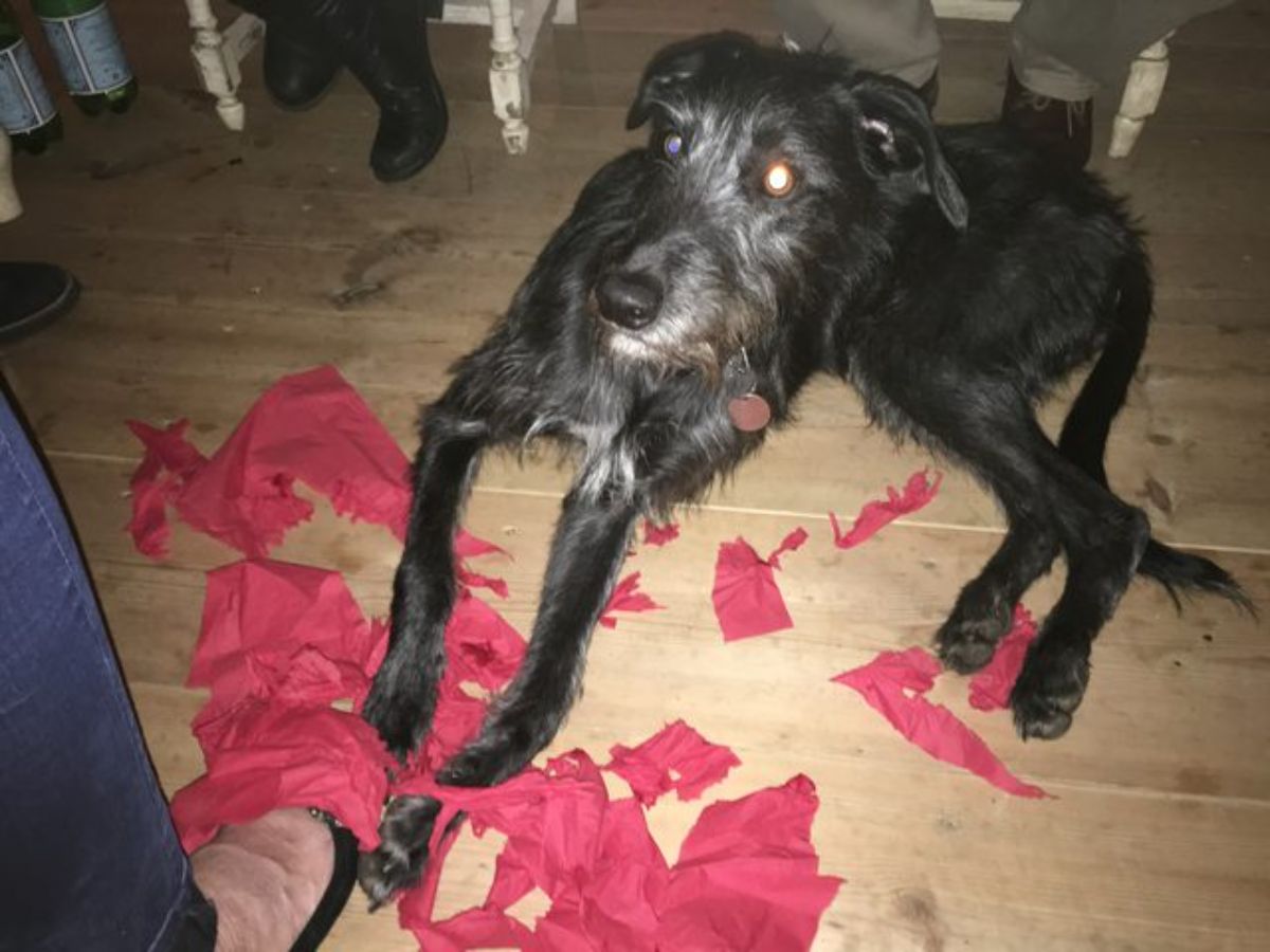black dog laying on the floor by people's feet with ripped up red crepe paper