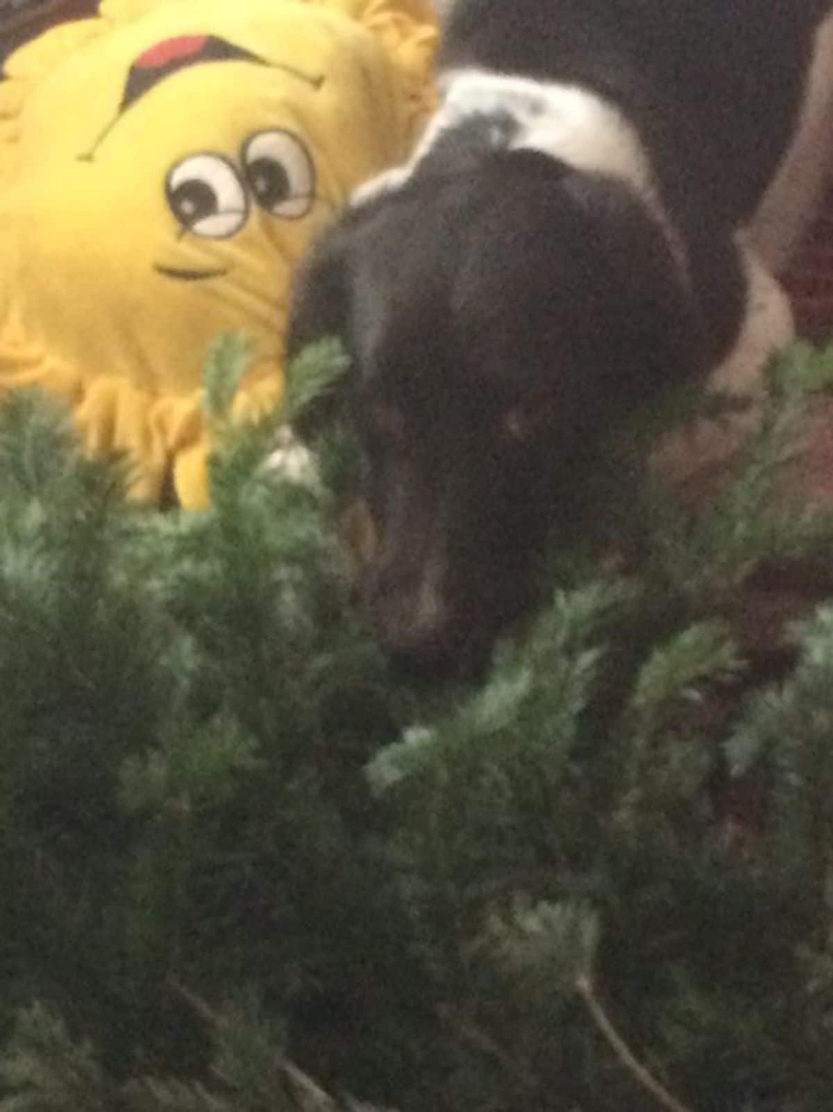 black and white dog standing next to a christmas tree toppled over next to a yellow sun stuffed toy