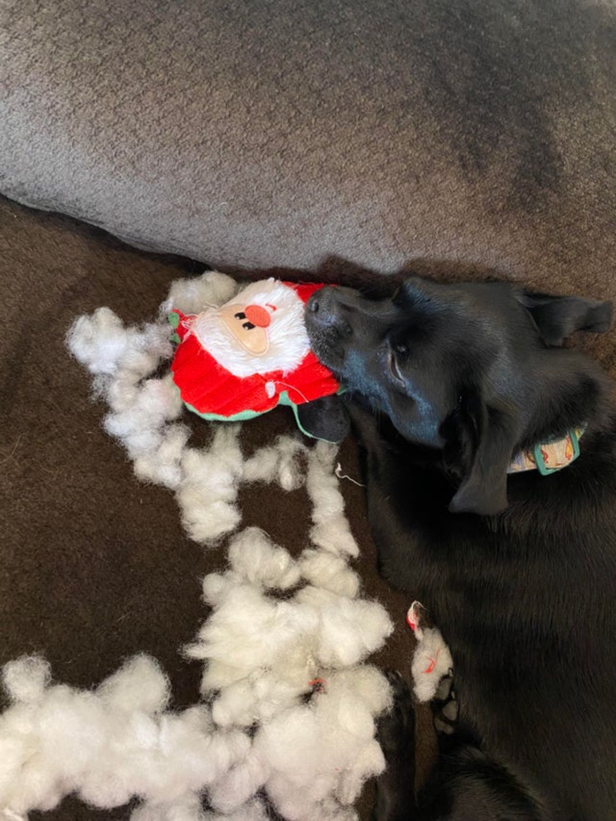 black dog laying and sleeping on a brown sofa with a ripped up toy santa with some of the white stuffing strewn out