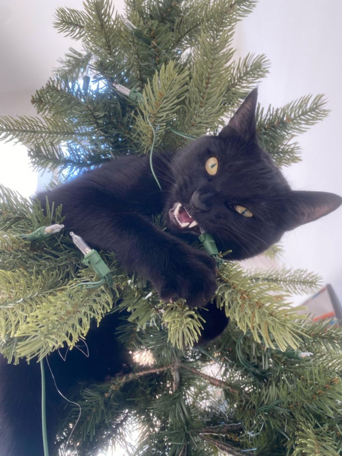black cat in a christmas tree and biting into a light on it