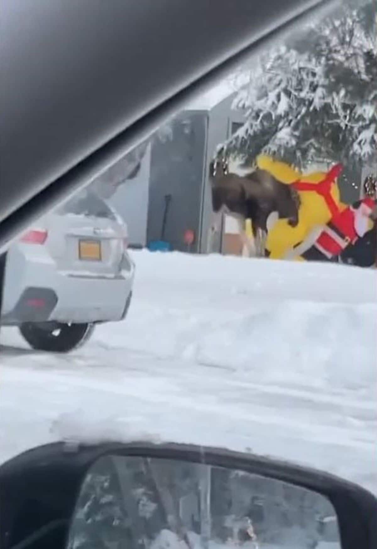 brown moose destroying christmas balloon decorations of santa outside a house