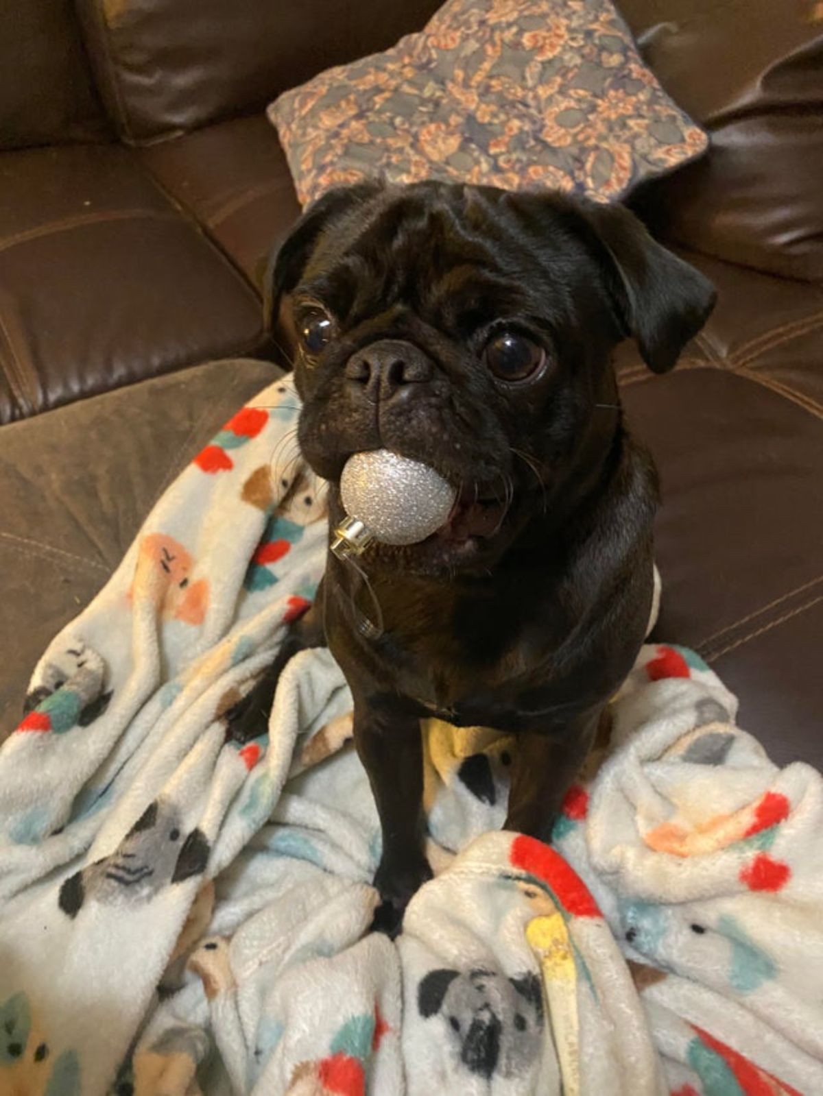 black pug laying on a blanket on a brown sofa with a round silver bauble in its mouth
