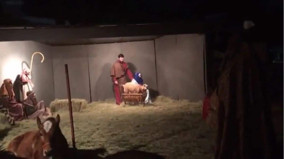 brown goat jumping onto baby jesus' crib in a nativity play
