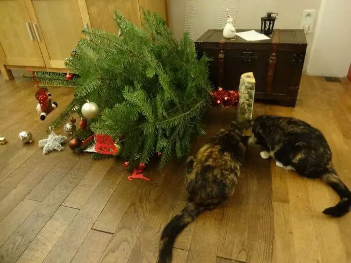 a tortoiseshell cat and a calicl cat sniffing the base of a small christmass tree that has toppled over