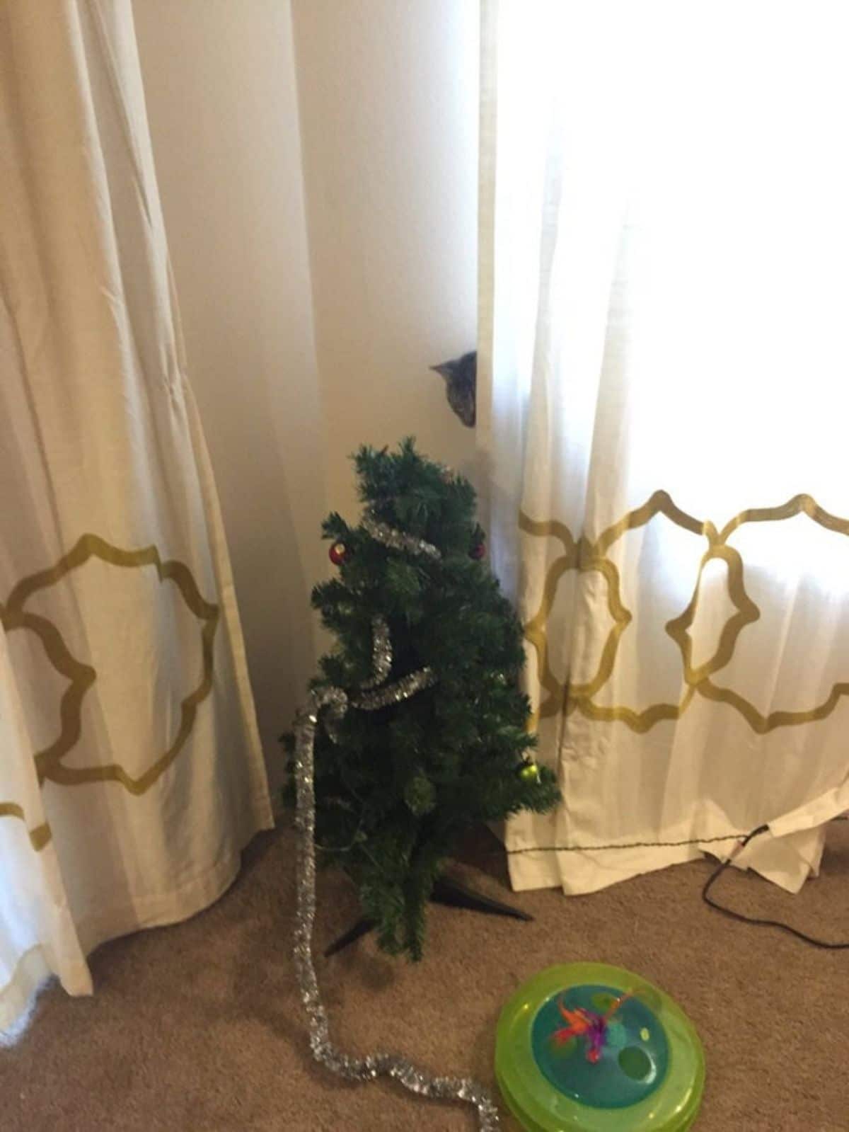 grey tabby cat hiding behind a white curtain looking at a small christmas tree with the decorations falling off