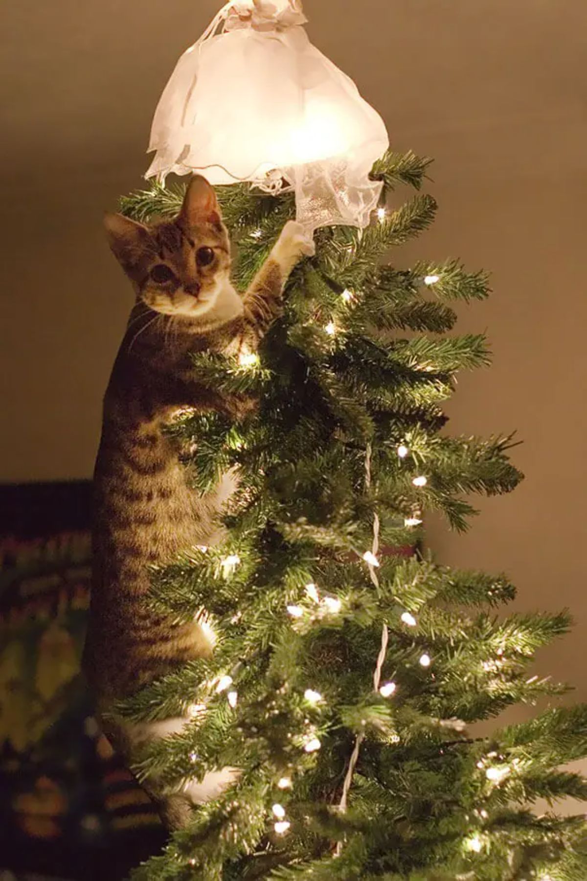 brown and white tabby cat climbing a christmas tree