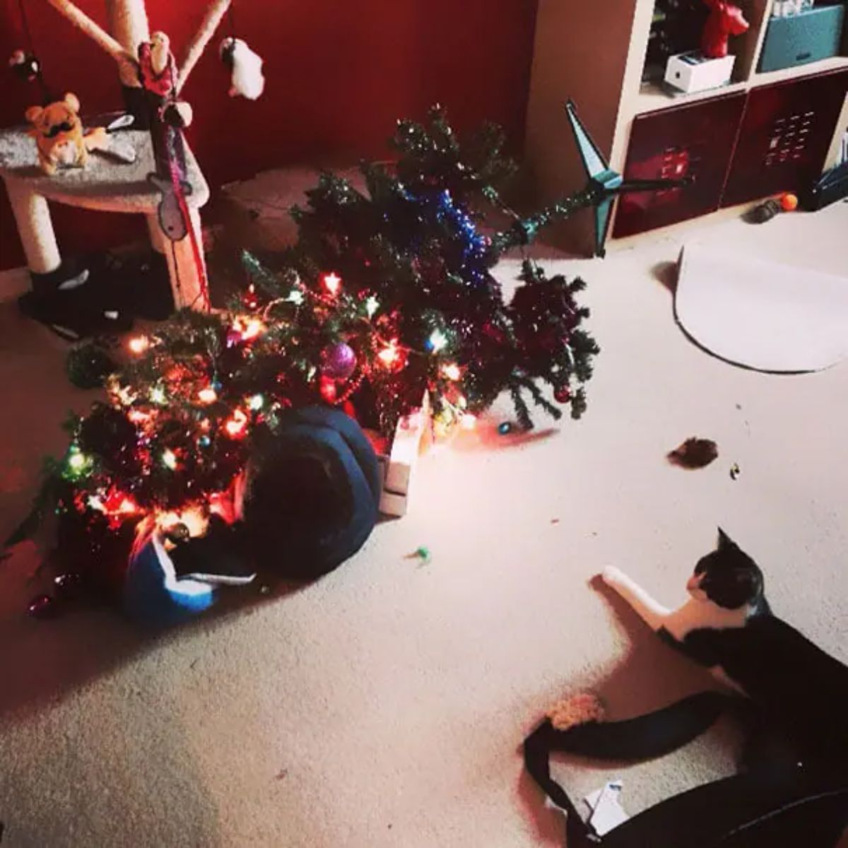 black and white cat laying on carpet watching a christmas tree toppled over on its side