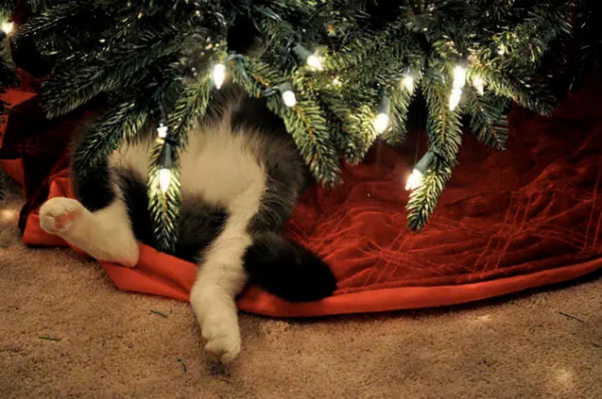 black and white cat laying on a red cloth under a christmas tree with only the stomach the back legs and the end of the cat's tail showing