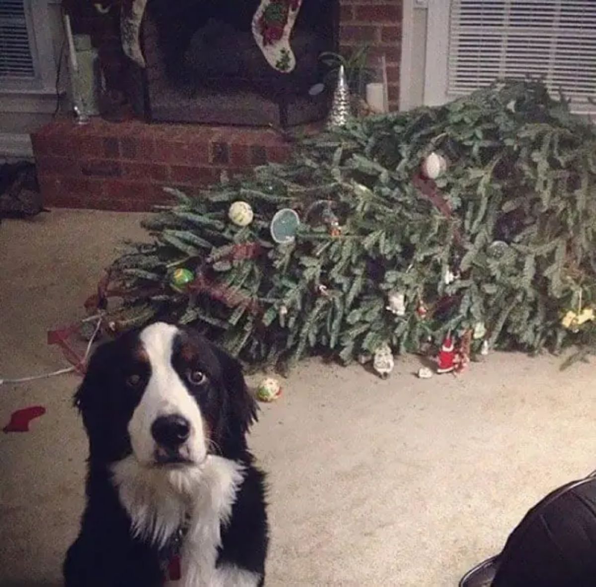 black and white dog sitting in front of a fallen christmas tree