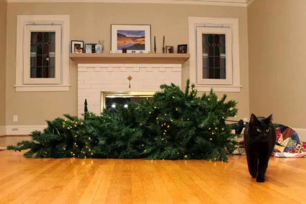 black cat walking away from a fallen christmas tree