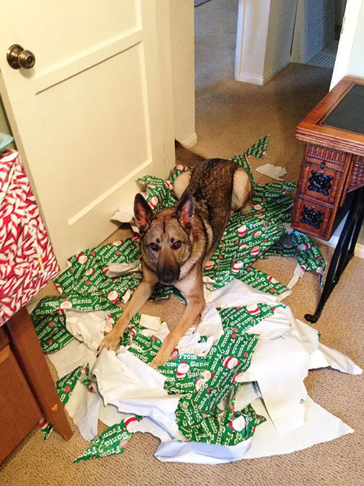 brown and black dog laying on ripped up green white and red patterned wrapping paper laid on the floor