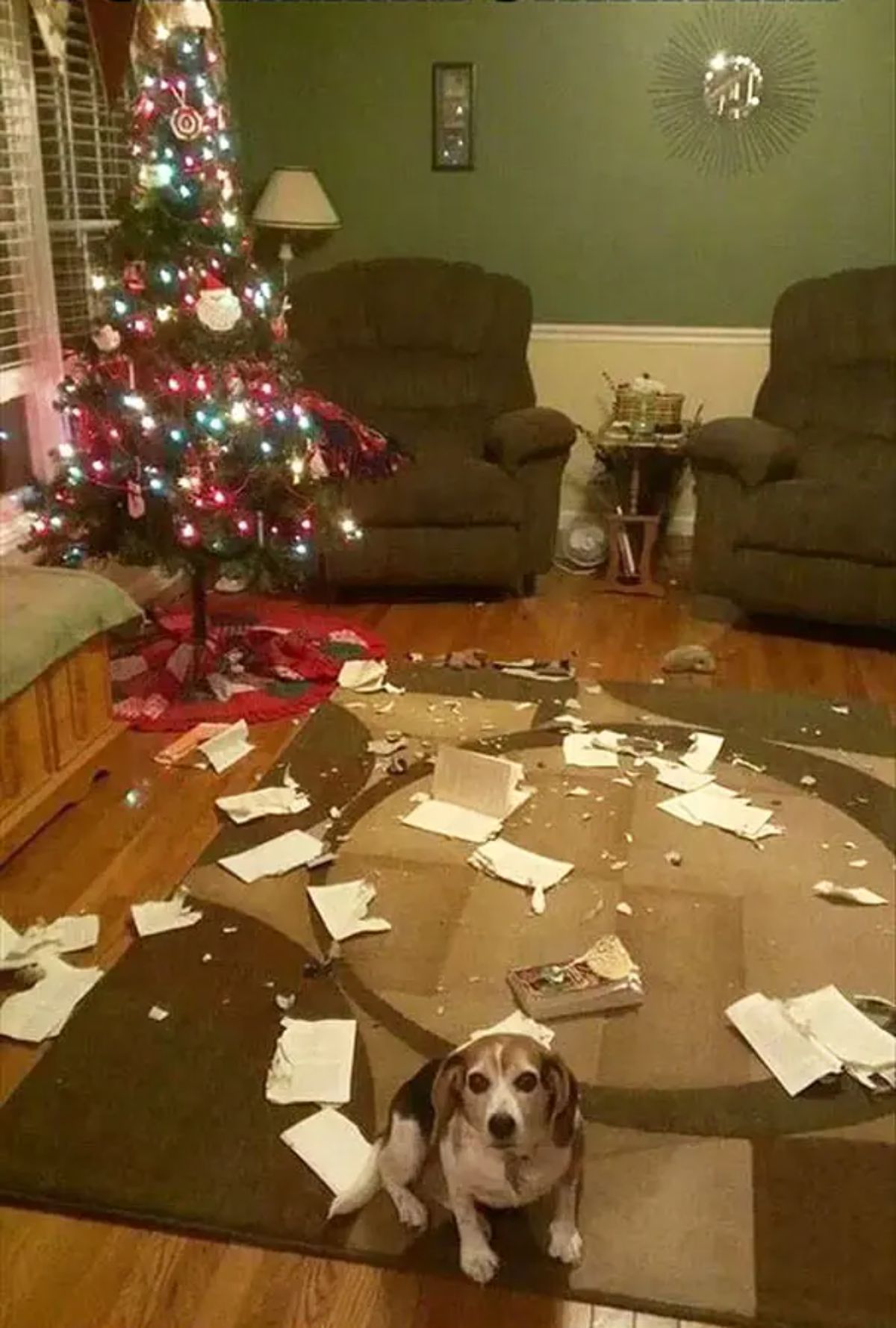 brown black and white beagle sitting on a brown carpet in front of a christmas tree with a book and its torn pages strewn around the room