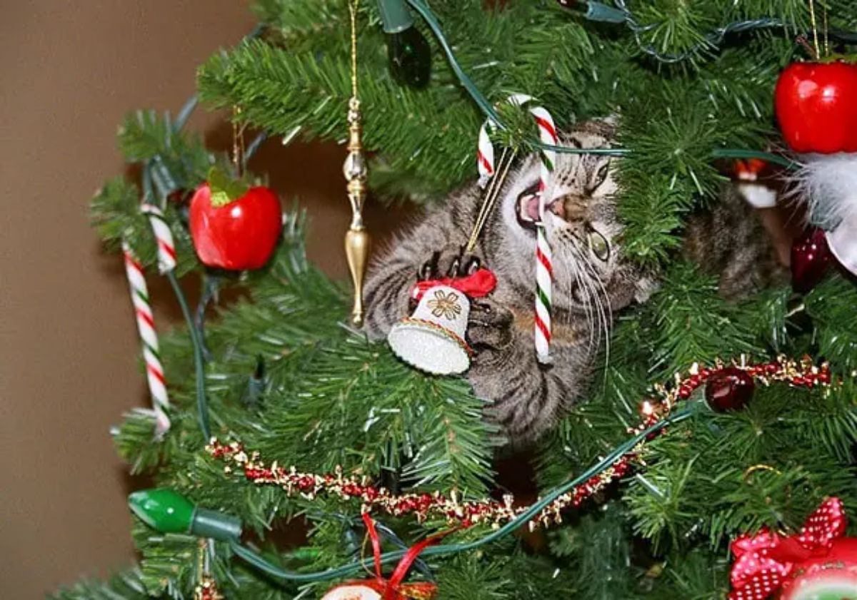grey tabby cat in a christmas tree holding a white bell decoration and biting into a white candy cane with green and red stripes
