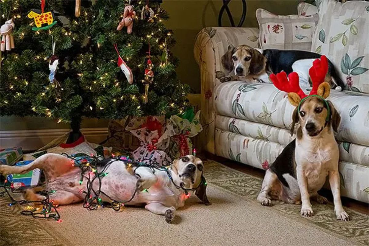 brown black and white beagle under a christmas tree tangled up in a string of christmas lights with 2 beagles laying on a sofa and sitting on the floor