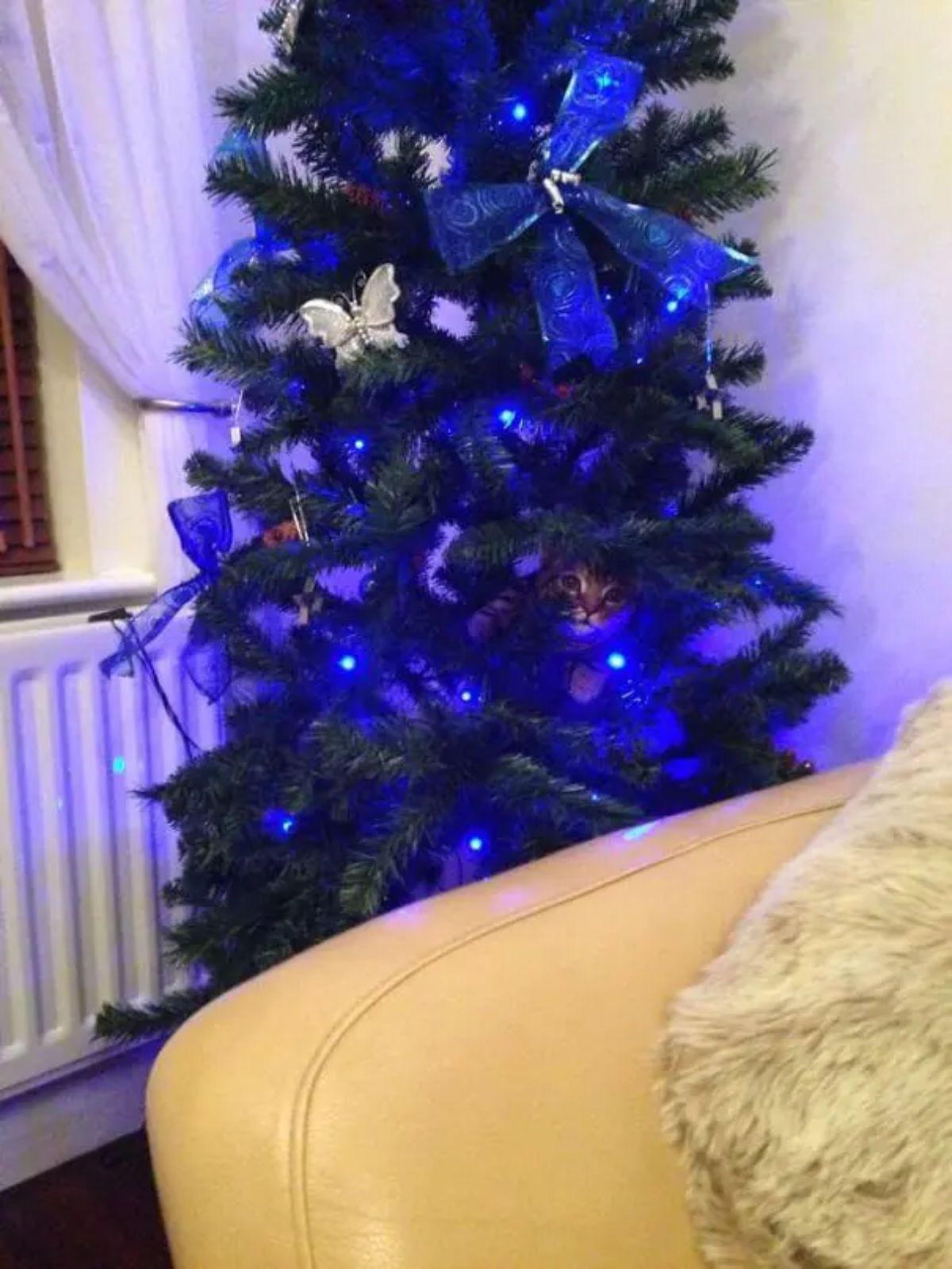 brown tabby cat peeking through a christmas tree