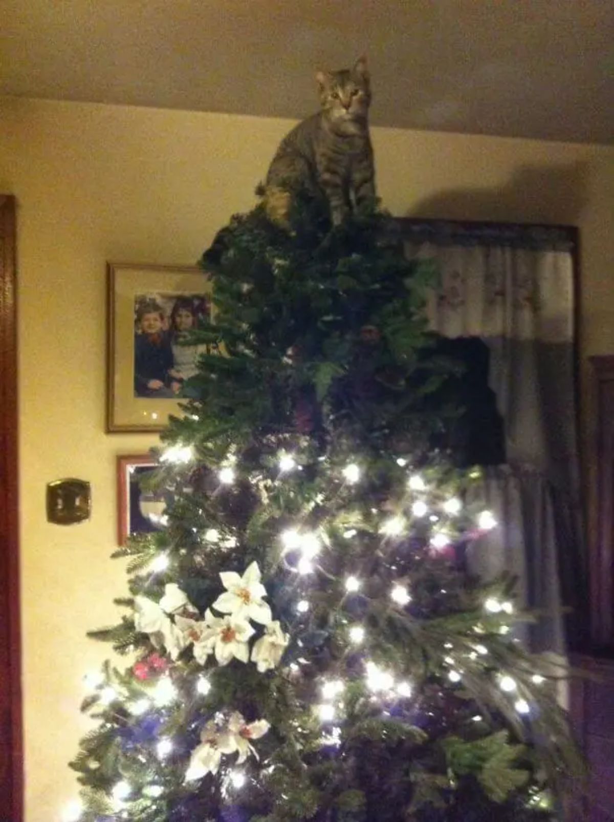 grey tabby cat sitting at the top of a christmas tree