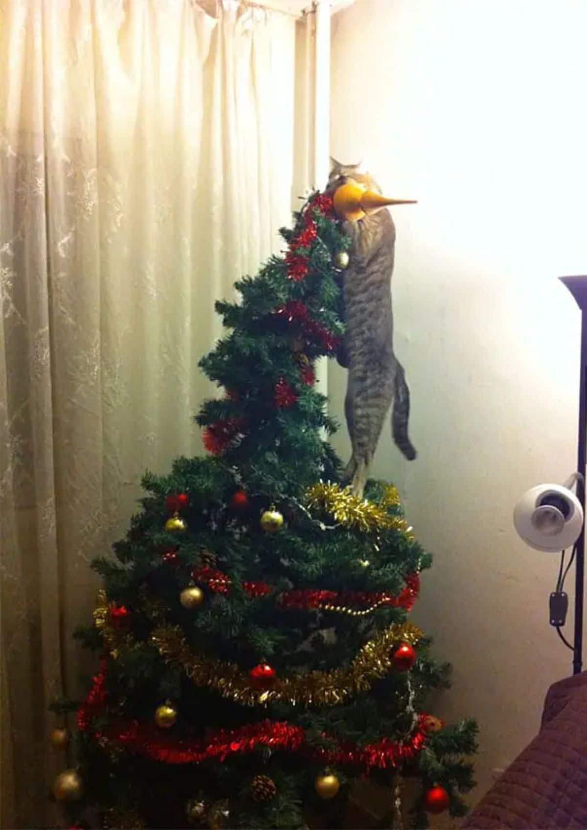 grey tabby cat climbing a christmas tree and pulling down the top towards it
