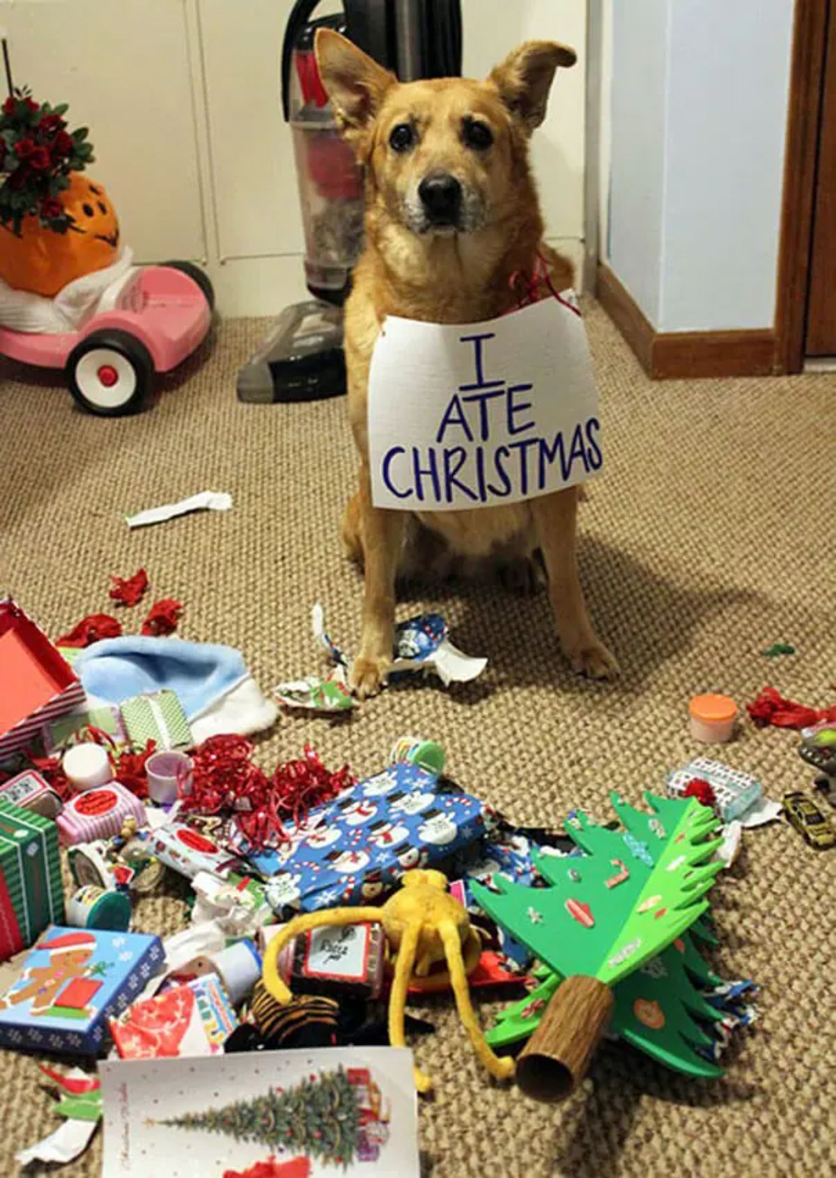 brown dog wearing a sign around its neck saying i ate christmas with a pile of christmas decorations and toys and gifts in front of it on the brown carpet