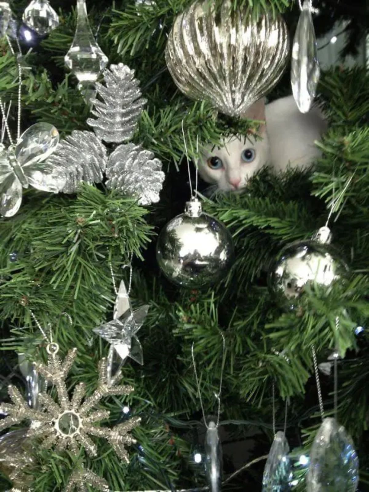 white cat peeking through the branches of a christmas tree