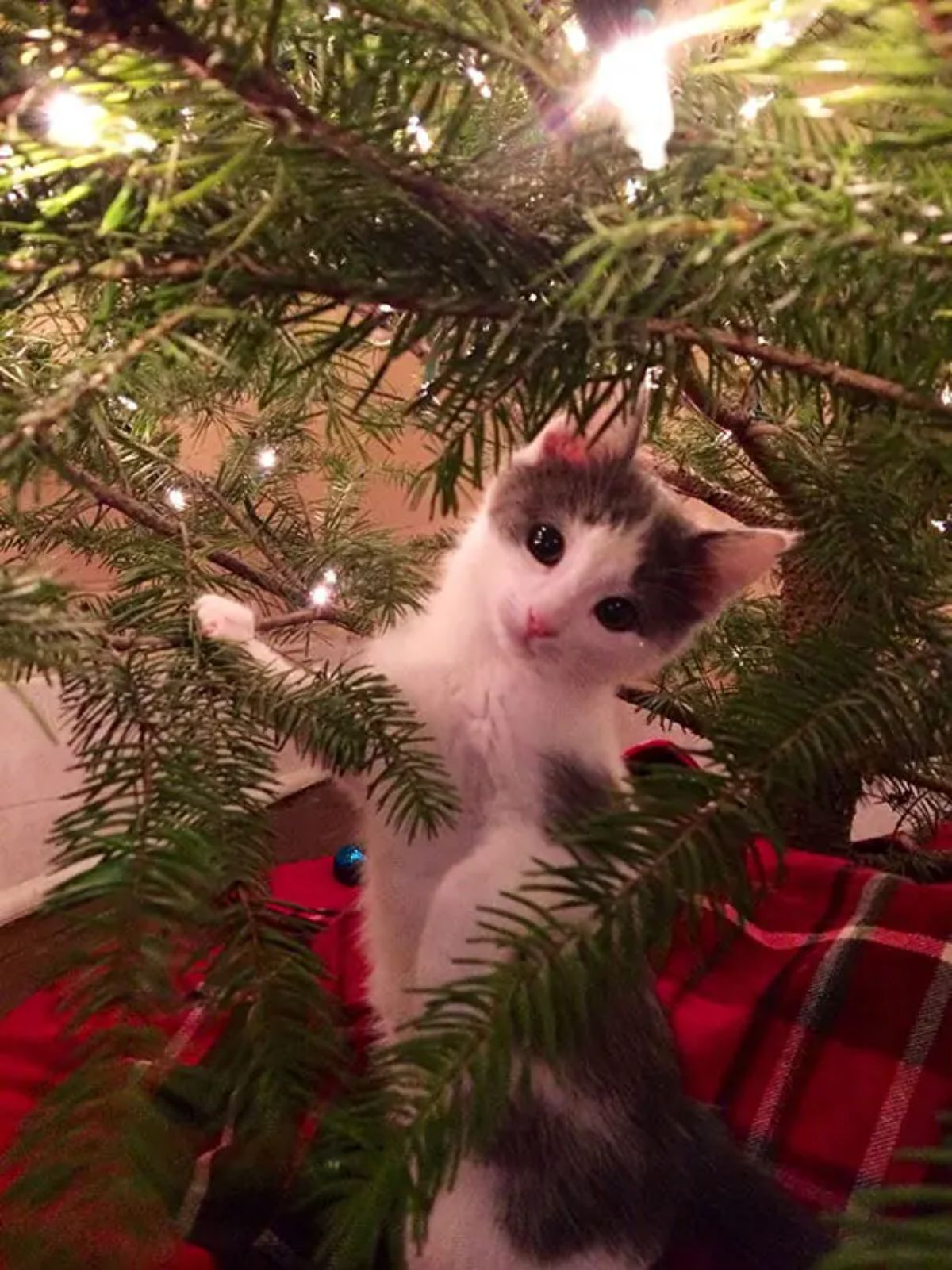 white and grey kitten standing on hind legs with front legs on the lower branches of a christmas tree