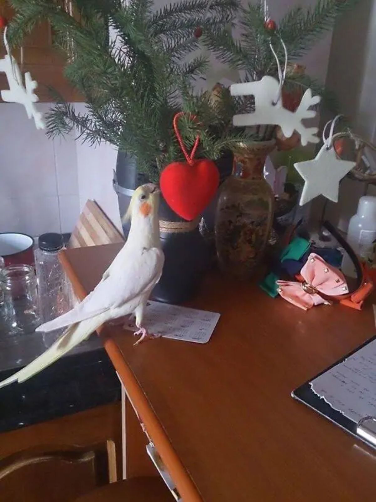 white yellow and orange cockatiel standing on a brown table and pecking at a red heart decoration hanging off of a small christmas tree