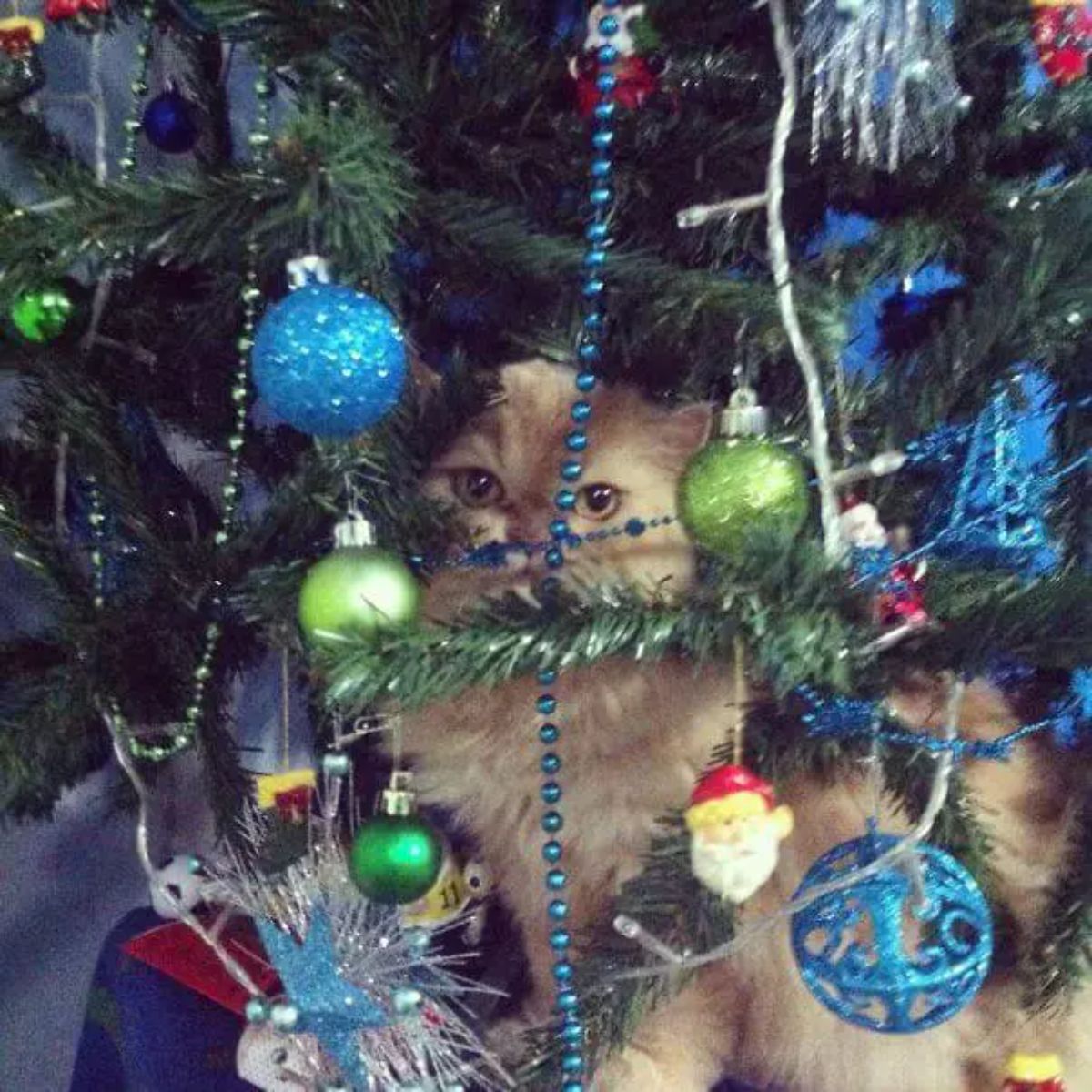 orange fluffy cat sitting under a christmas tree