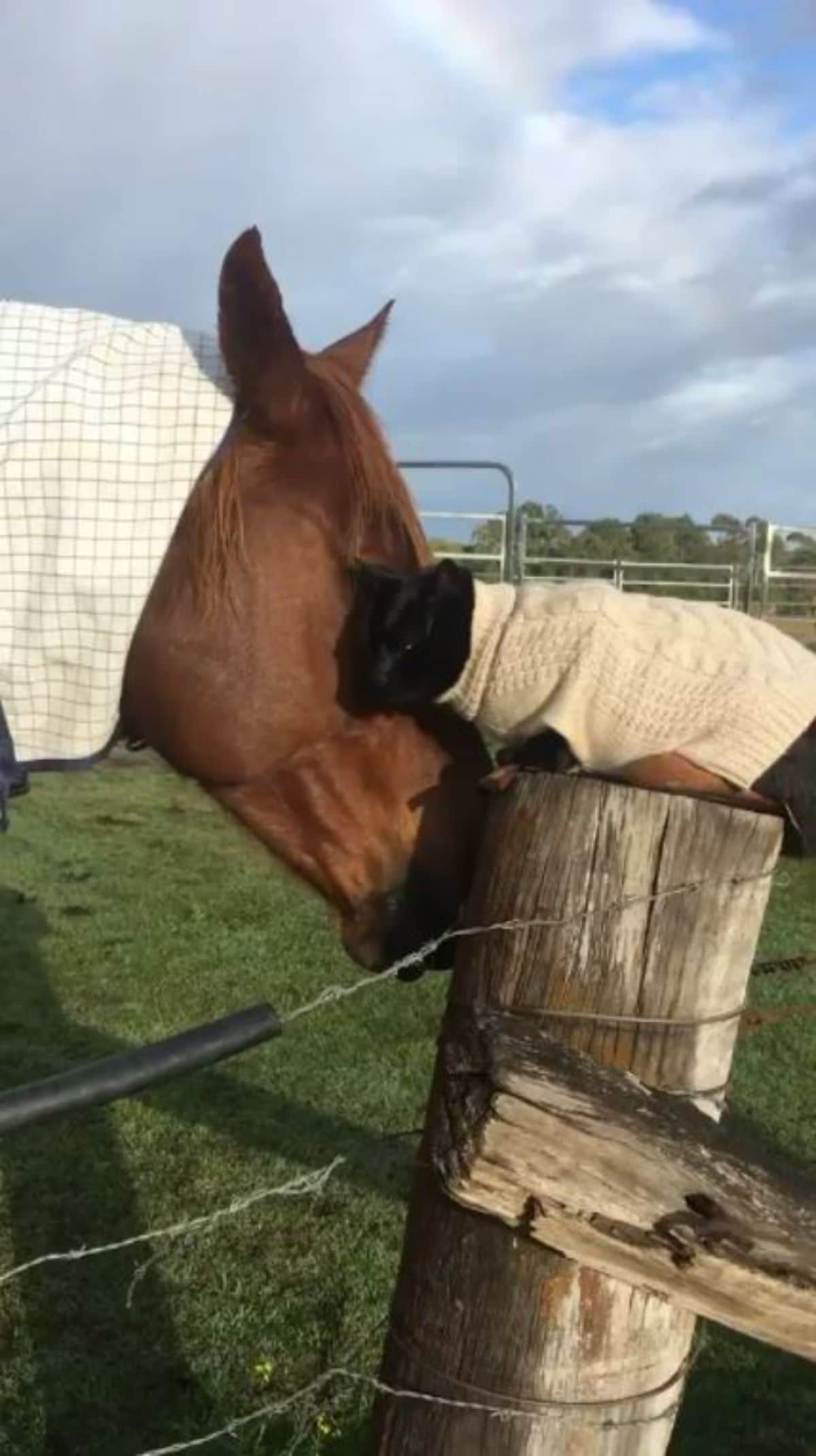 brown horse nuzzling black cat in a yellow sweater