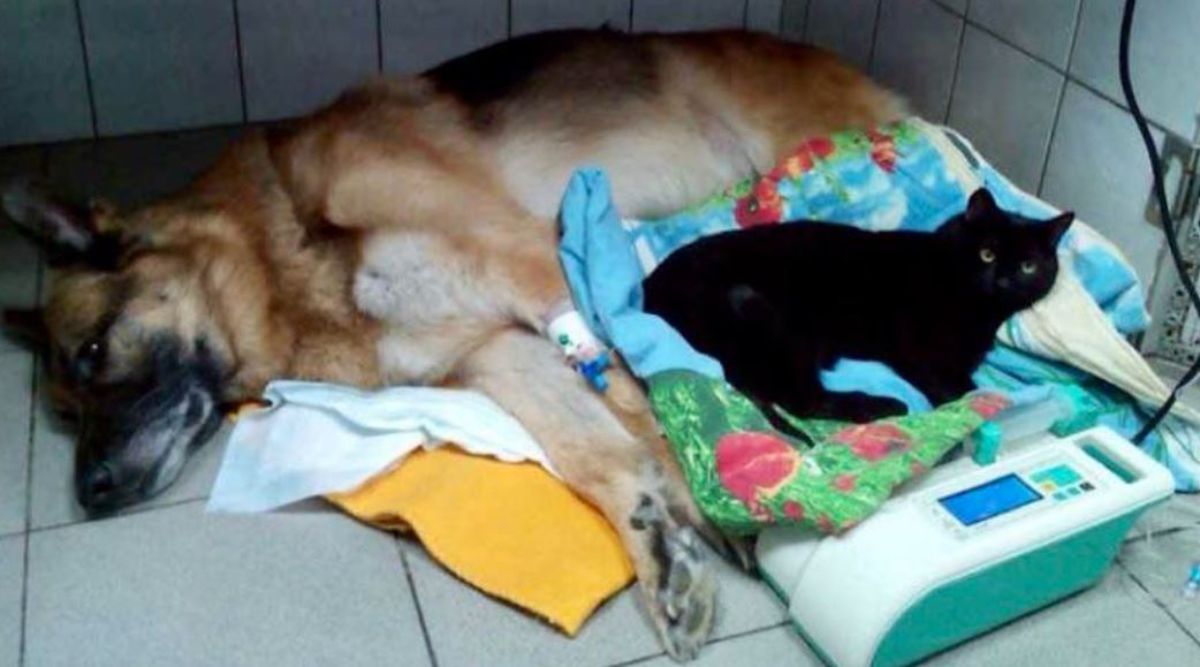 german sheperd laying with a black cat