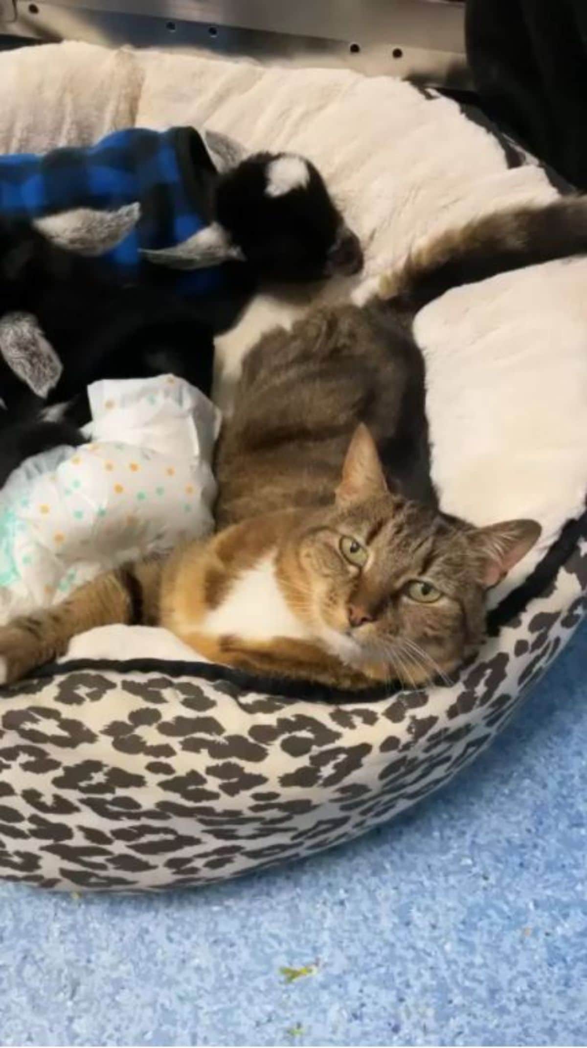 brown tabby cat laying in a cat bed with black and white kittens