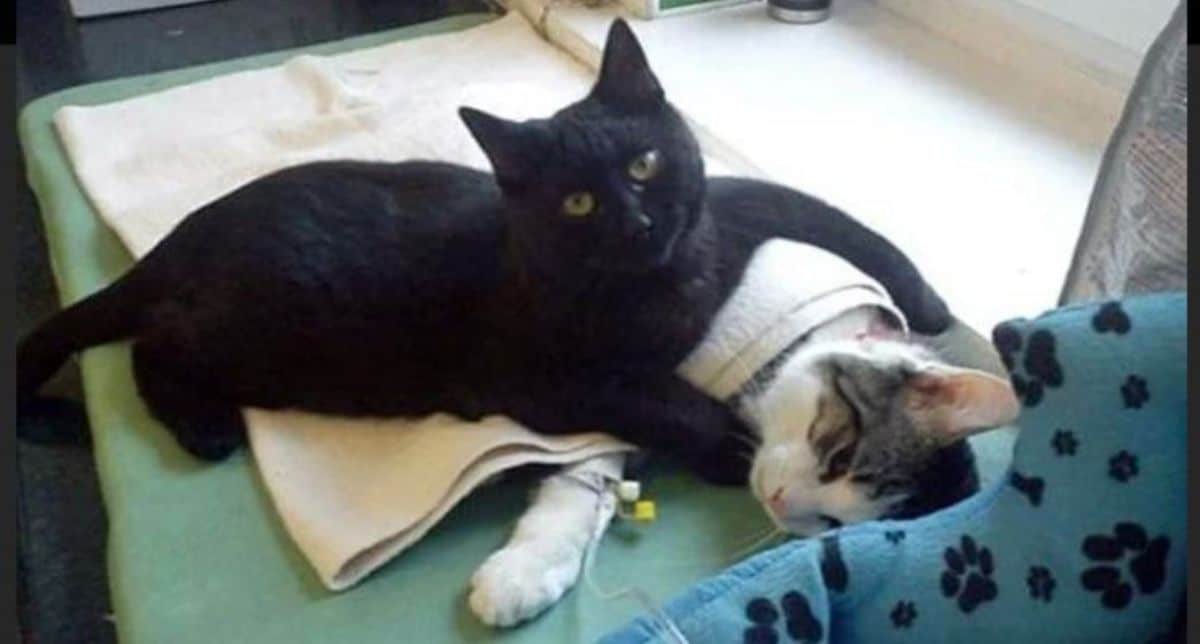 black cat cuddling with a white and grey cat laying under a white blanket