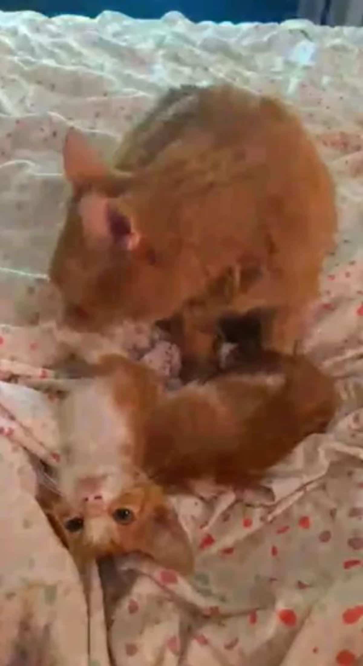 orange cat standing over an orange and whtie kitten laying belly up on a bed