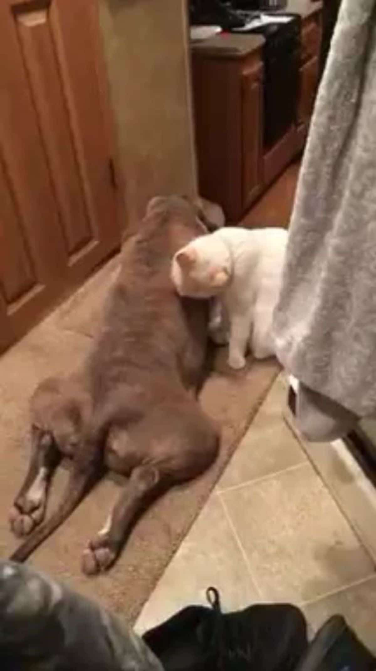 white cat grooming a brown dog laying on the floor