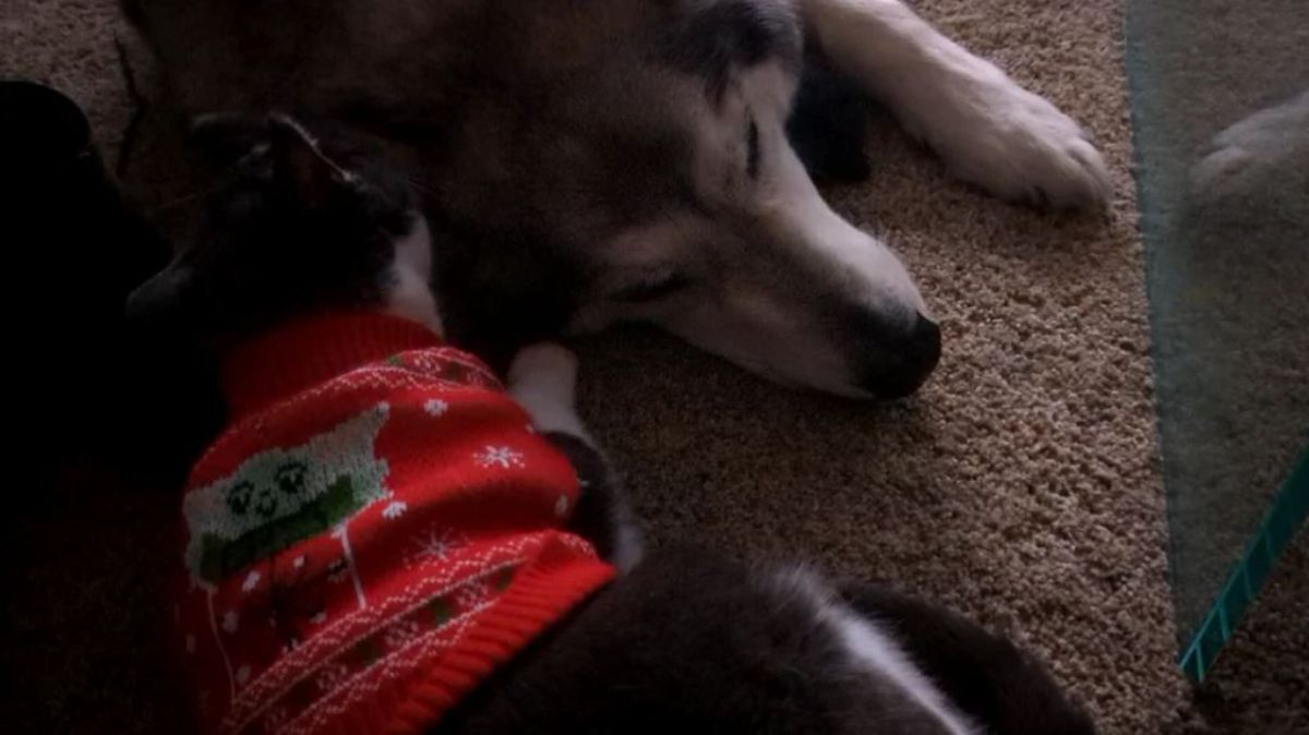 black and white cat wearing a red christmas sweater grooming a black and white husky