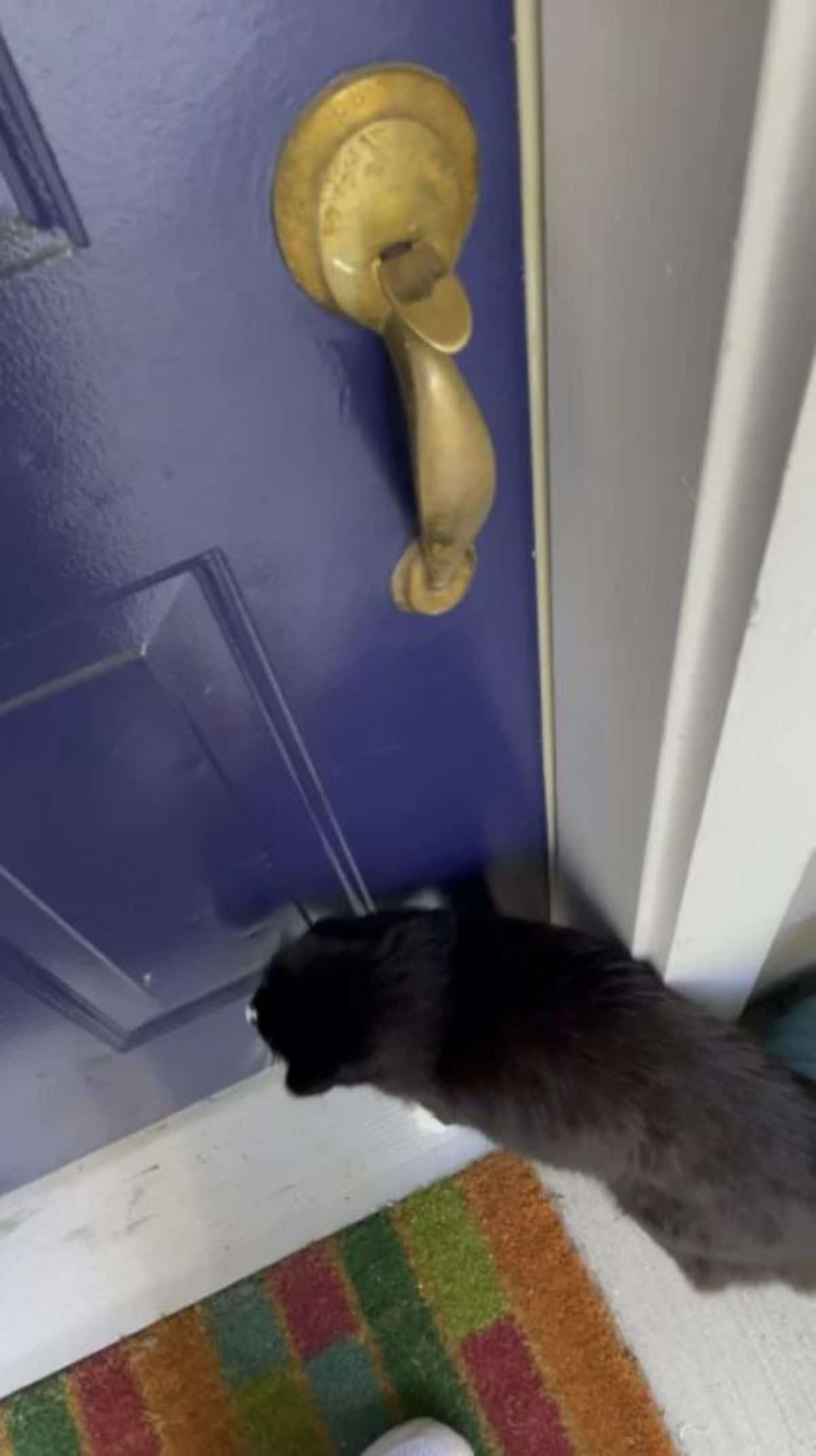 black and white cat standing at a closed blue front door
