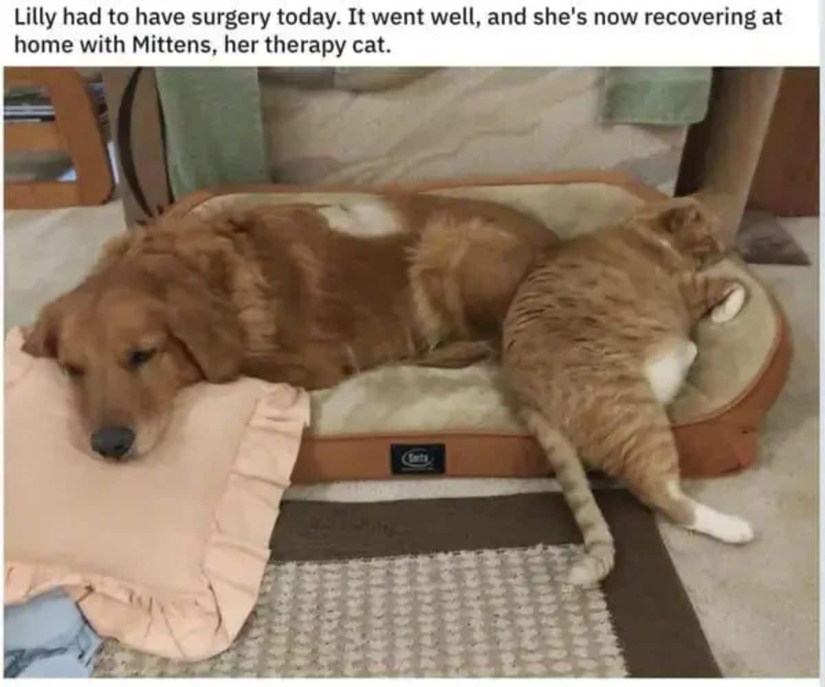 golden retriever on a brown dog bed next to an orange cat