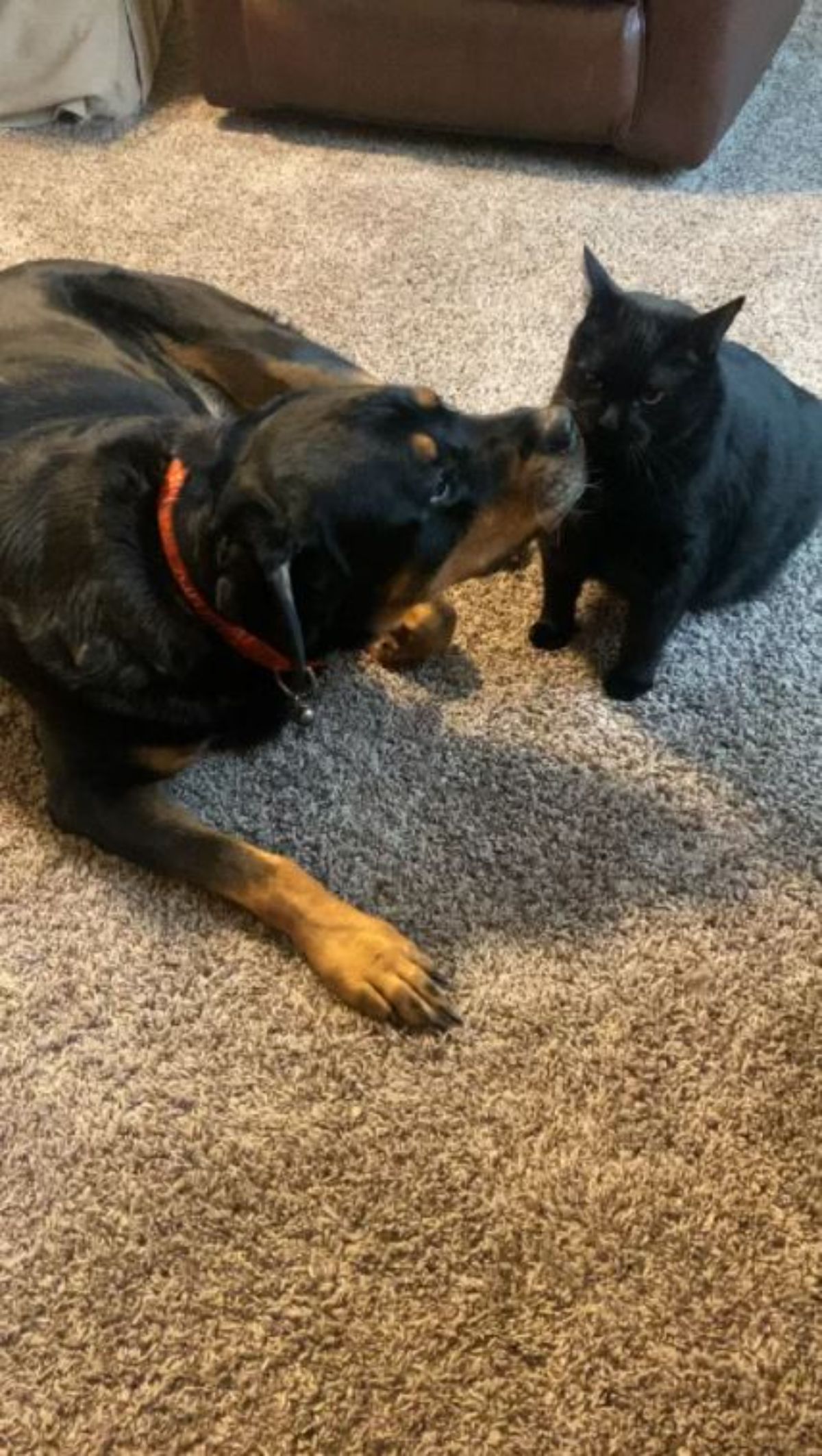 black and brown rottweiler nuzzllng a black cat