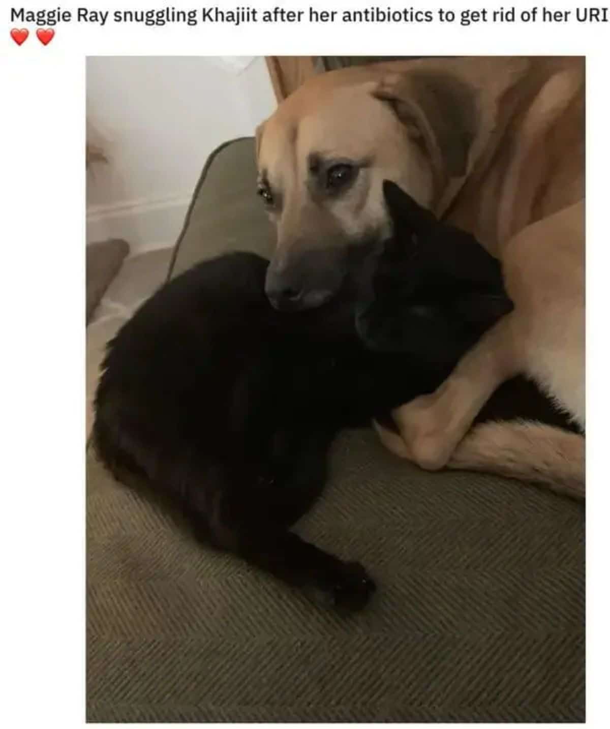 brown dog cuddling with black cat on a sofa