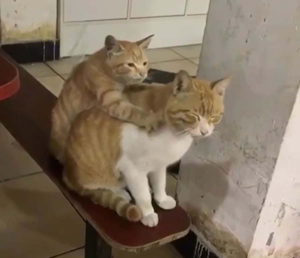 orange cat massaging the back of an orange and white cat on a bench