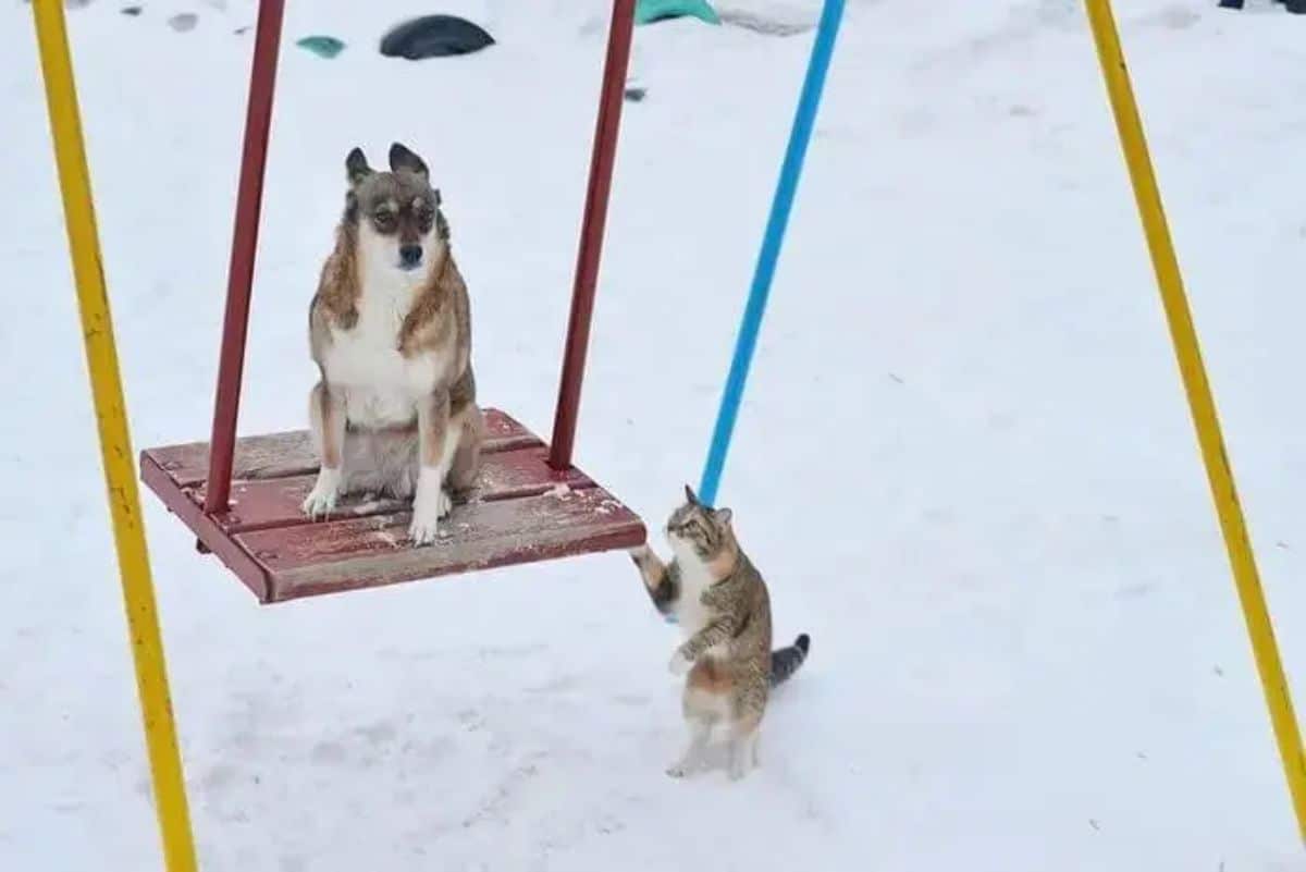 brown black and white dog sitting on a red swing in snow with a white brown and black cat putting a paw on the swing