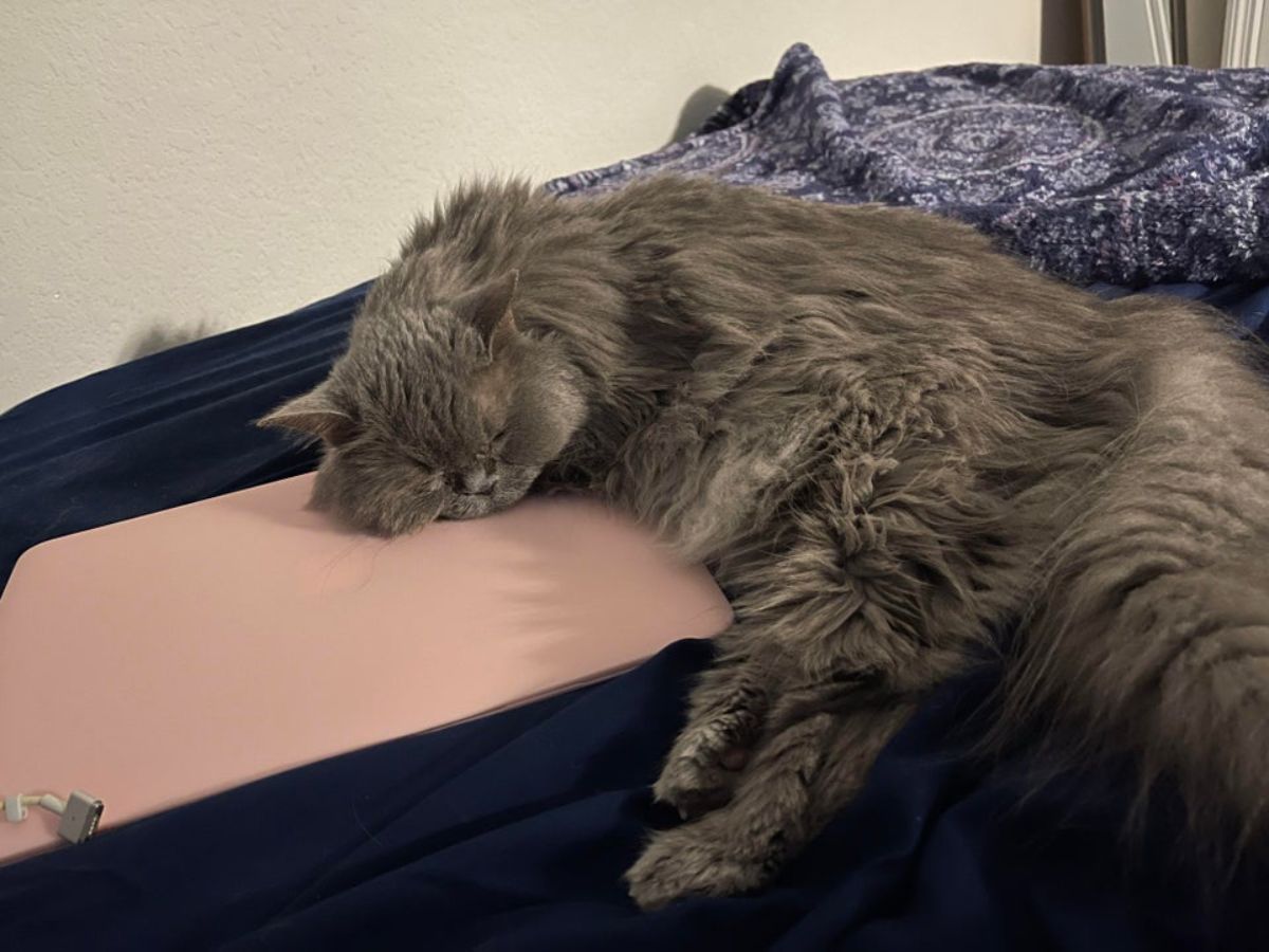 fluffy grey cat sleeping with its head on a pink laptop