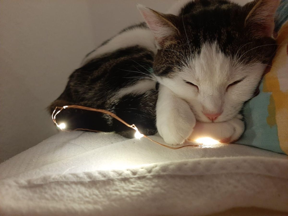 black and white cat sleeping on a white surface with a string of yellow fairy lights under it