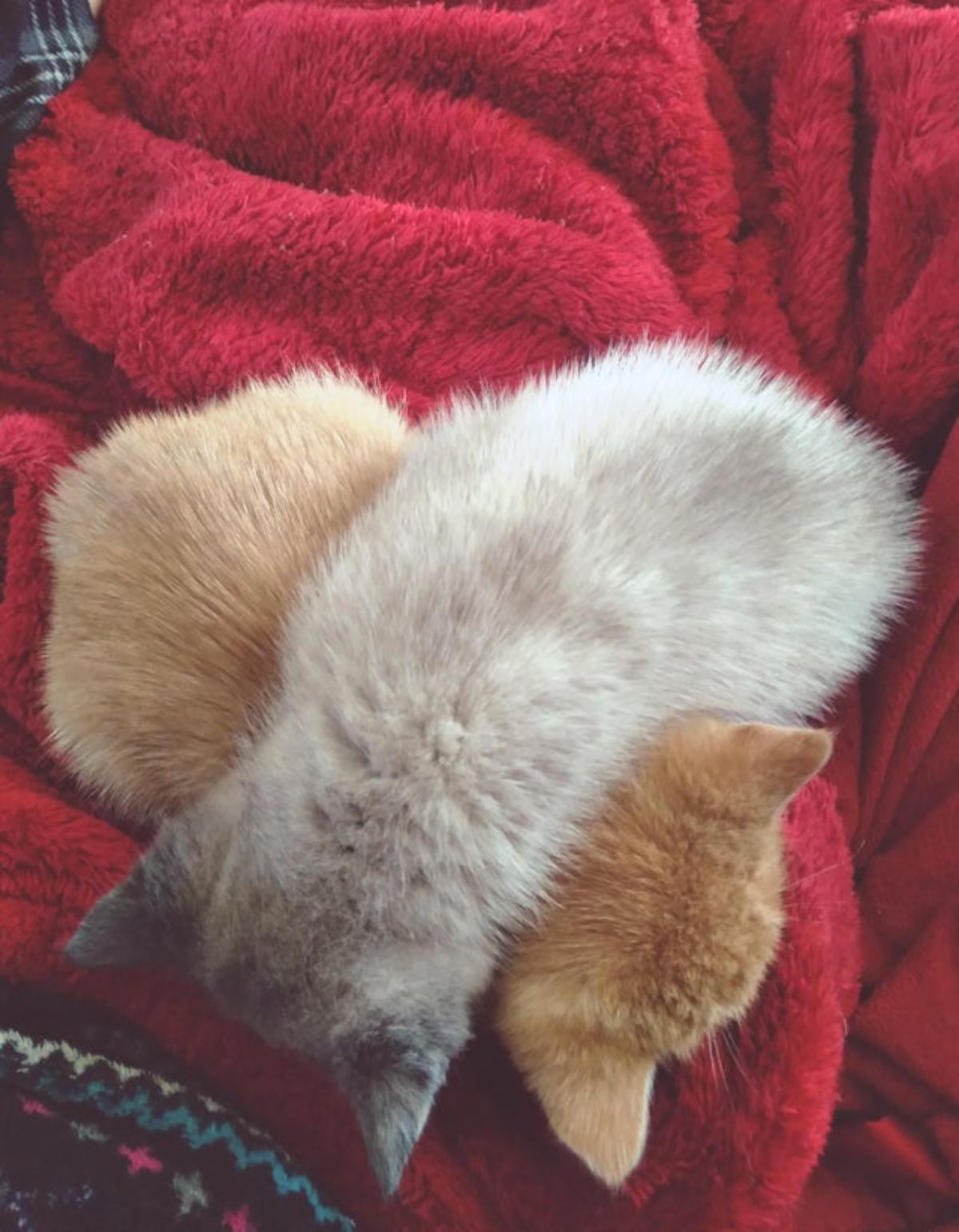 grey kitten sleeping on top of an orange kitten on a red blanket