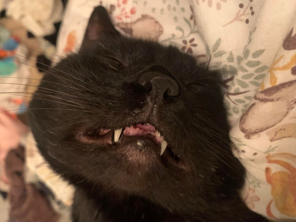 close up of sleeping black cat's face with the teeth showing