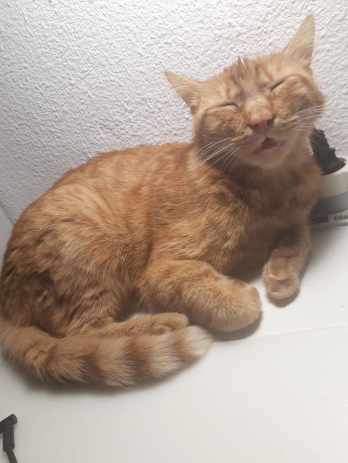 orange cat sleeping with the mouth open