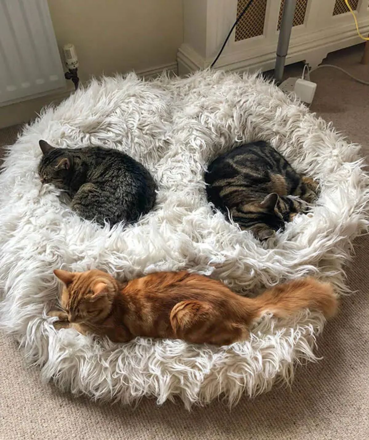1 grey tabby cat, 1 brown marbled cat and 1 orange cat sleeping on a fluffy cat bed