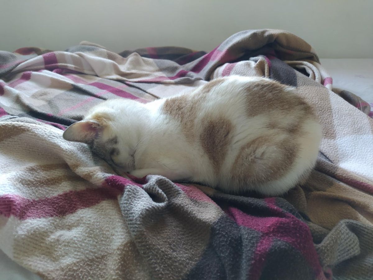 white orange and black cat sleeping face down on a blanket