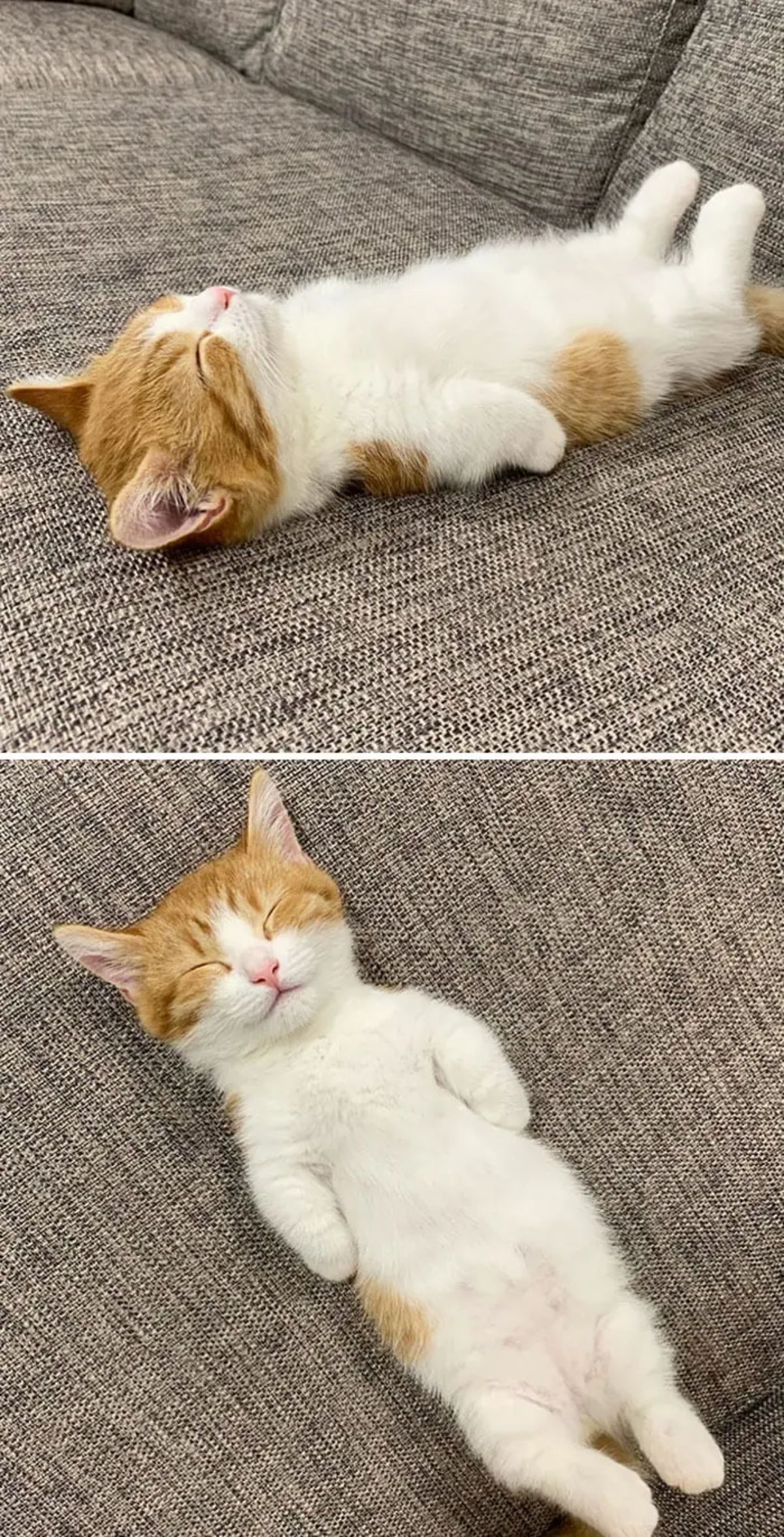 2 photos of an orange and a white kitten sleeping belly up on a grey sofa with the front legs on either side